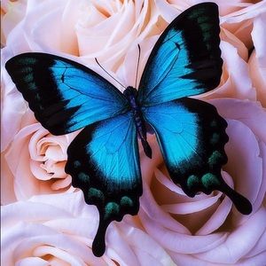 Meet your Posher, Chany